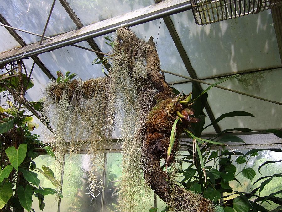 Дендрарий и Ботанический сад, Аркадия, Калифорния, США. Los Angeles County Arboretum and Botanical Garden, Arcadia, CA, USA