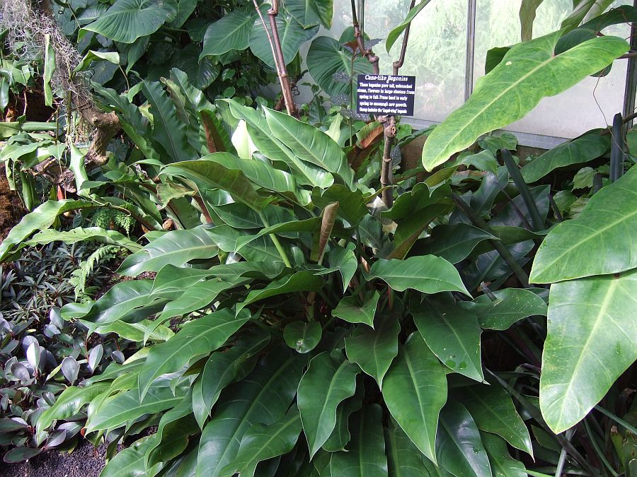 Дендрарий и Ботанический сад, Аркадия, Калифорния, США. Los Angeles County Arboretum and Botanical Garden, Arcadia, CA, USA