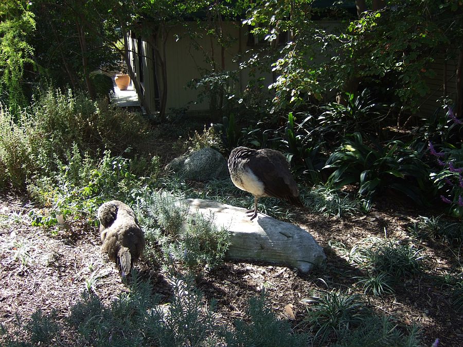 Дендрарий и Ботанический сад, Аркадия, Калифорния, США. Los Angeles County Arboretum and Botanical Garden, Arcadia, CA, USA