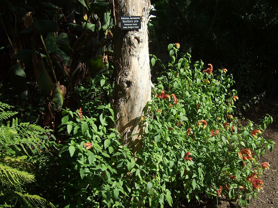 Дендрарий и Ботанический сад, Аркадия, Калифорния, США. Los Angeles County Arboretum and Botanical Garden, Arcadia, CA, USA