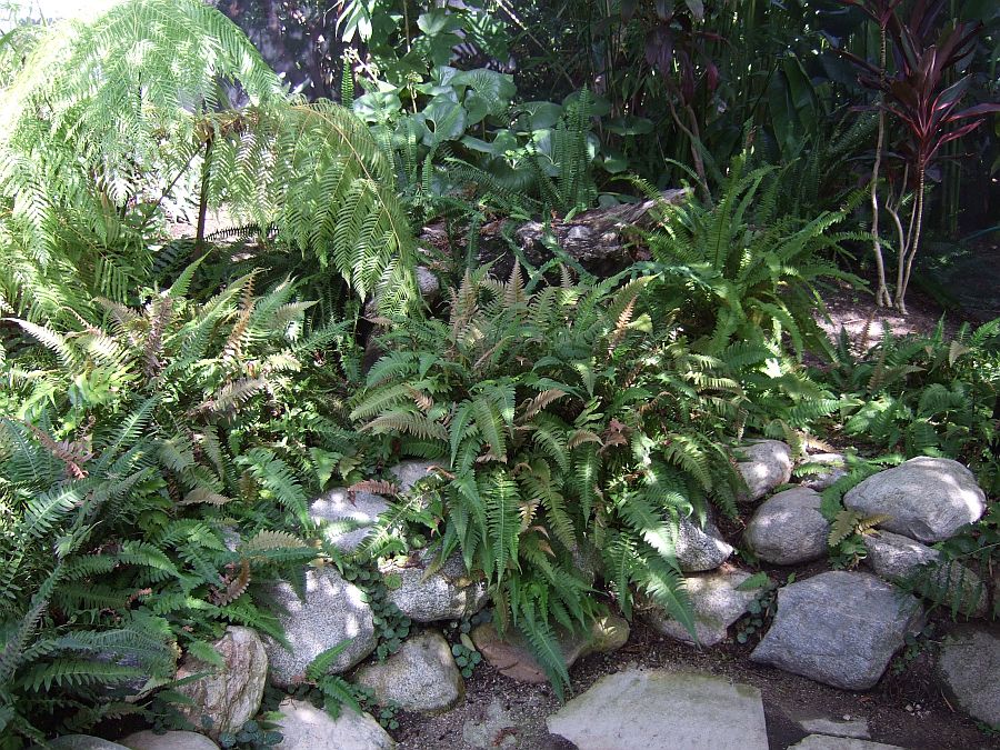 Дендрарий и Ботанический сад, Аркадия, Калифорния, США. Los Angeles County Arboretum and Botanical Garden, Arcadia, CA, USA