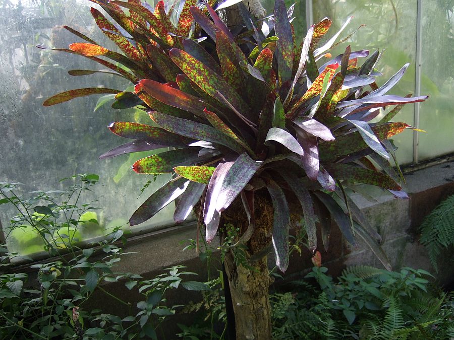 Дендрарий и Ботанический сад, Аркадия, Калифорния, США. Los Angeles County Arboretum and Botanical Garden, Arcadia, CA, USA