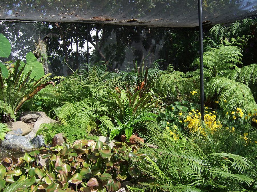 Дендрарий и Ботанический сад, Аркадия, Калифорния, США. Los Angeles County Arboretum and Botanical Garden, Arcadia, CA, USA