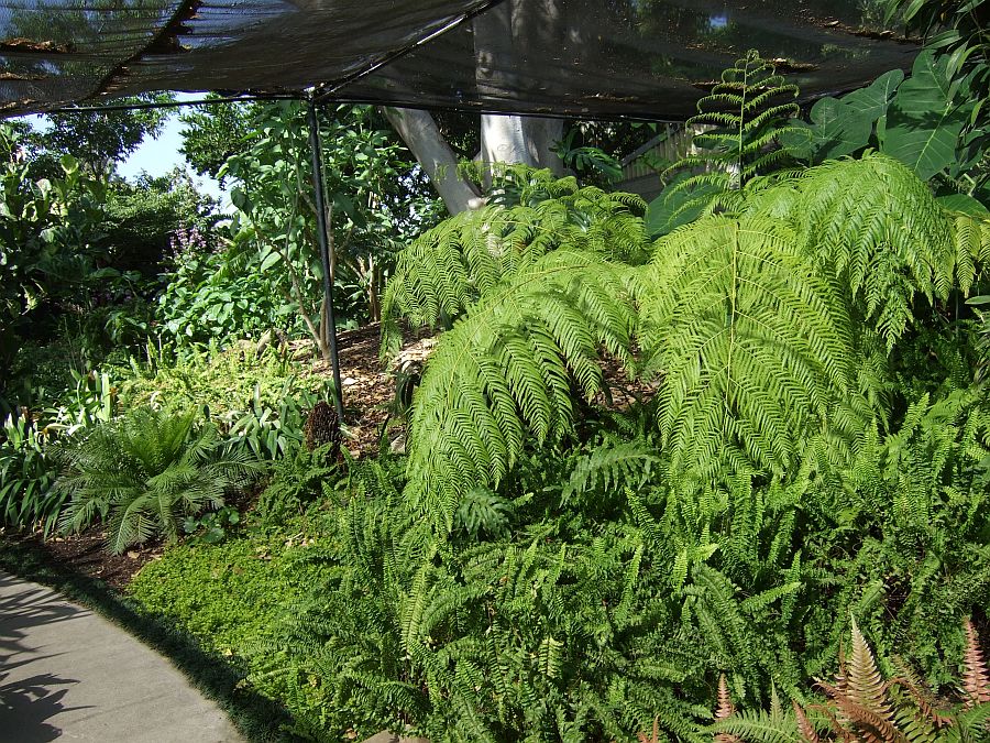 Дендрарий и Ботанический сад, Аркадия, Калифорния, США. Los Angeles County Arboretum and Botanical Garden, Arcadia, CA, USA