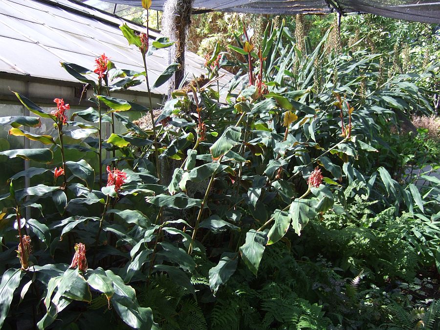 Дендрарий и Ботанический сад, Аркадия, Калифорния, США. Los Angeles County Arboretum and Botanical Garden, Arcadia, CA, USA