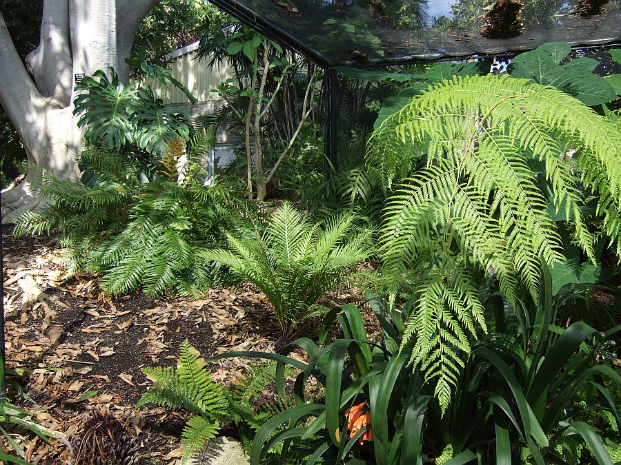 Дендрарий и Ботанический сад, Аркадия, Калифорния, США. Los Angeles County Arboretum and Botanical Garden, Arcadia, CA, USA