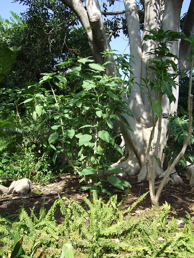 Дендрарий и Ботанический сад, Аркадия, Калифорния, США. Los Angeles County Arboretum and Botanical Garden, Arcadia, CA, USA