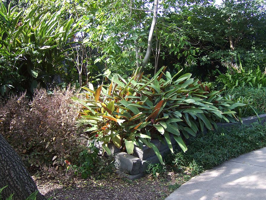 Дендрарий и Ботанический сад, Аркадия, Калифорния, США. Los Angeles County Arboretum and Botanical Garden, Arcadia, CA, USA