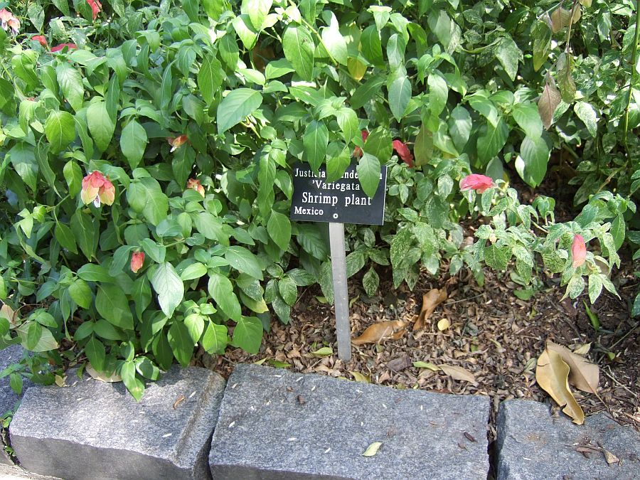 Дендрарий и Ботанический сад, Аркадия, Калифорния, США. Los Angeles County Arboretum and Botanical Garden, Arcadia, CA, USA