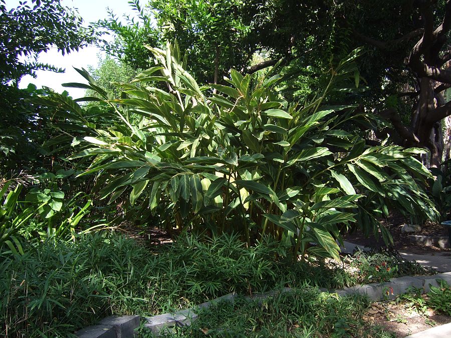 Дендрарий и Ботанический сад, Аркадия, Калифорния, США. Los Angeles County Arboretum and Botanical Garden, Arcadia, CA, USA
