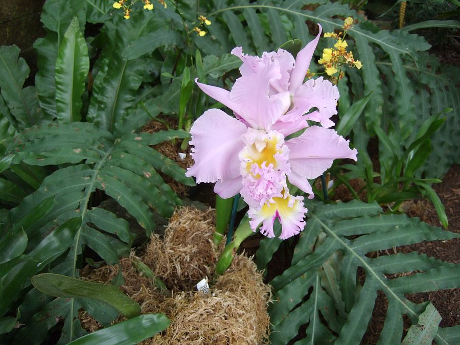 Дендрарий и Ботанический сад, Аркадия, Калифорния, США. Los Angeles County Arboretum and Botanical Garden, Arcadia, CA, USA