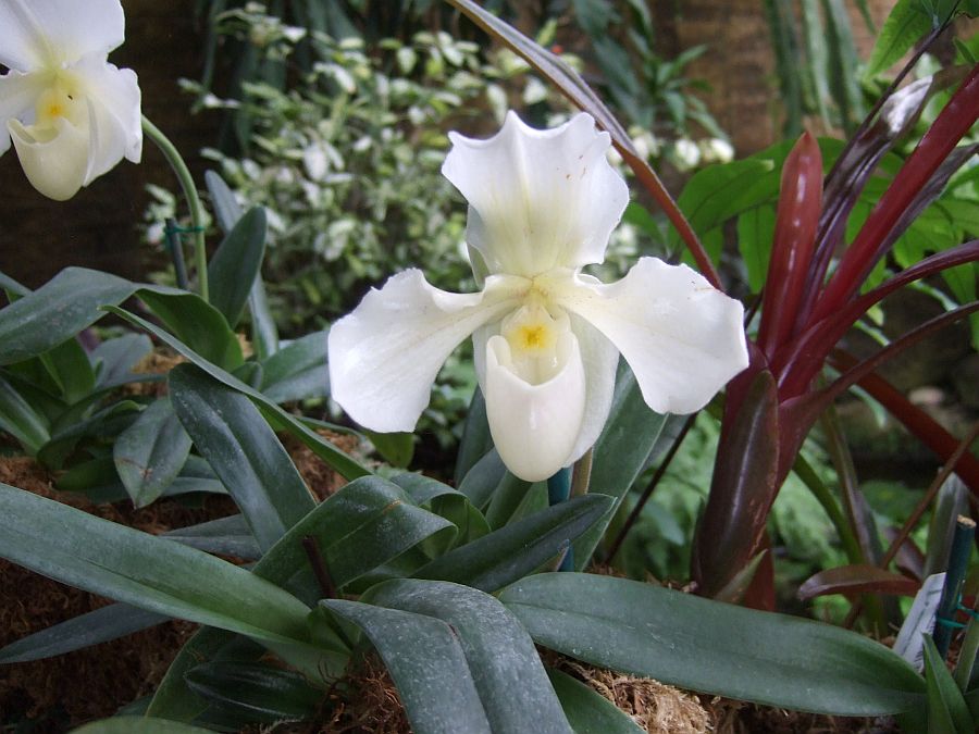 Дендрарий и Ботанический сад, Аркадия, Калифорния, США. Los Angeles County Arboretum and Botanical Garden, Arcadia, CA, USA