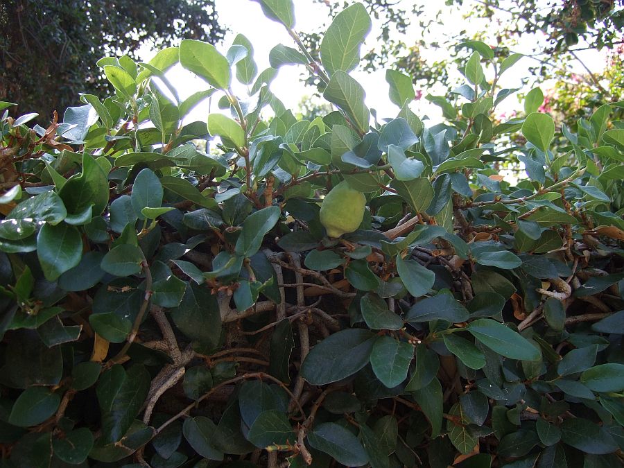 Дендрарий и Ботанический сад, Аркадия, Калифорния, США. Los Angeles County Arboretum and Botanical Garden, Arcadia, CA, USA