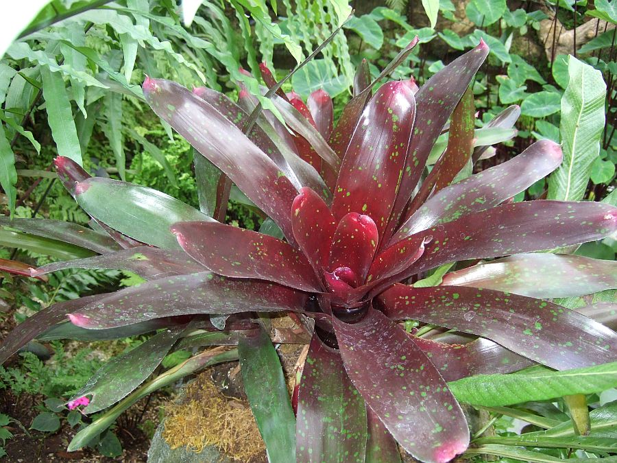 Дендрарий и Ботанический сад, Аркадия, Калифорния, США. Los Angeles County Arboretum and Botanical Garden, Arcadia, CA, USA
