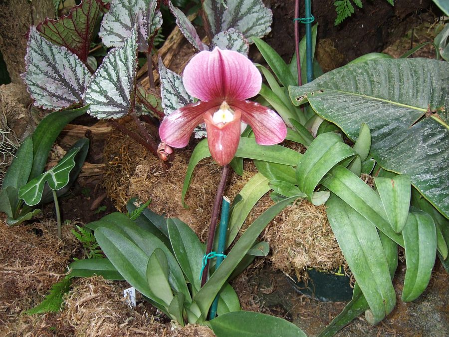 Дендрарий и Ботанический сад, Аркадия, Калифорния, США. Los Angeles County Arboretum and Botanical Garden, Arcadia, CA, USA