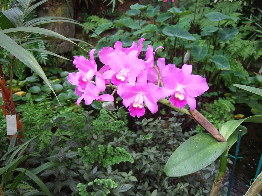 Дендрарий и Ботанический сад, Аркадия, Калифорния, США. Los Angeles County Arboretum and Botanical Garden, Arcadia, CA, USA